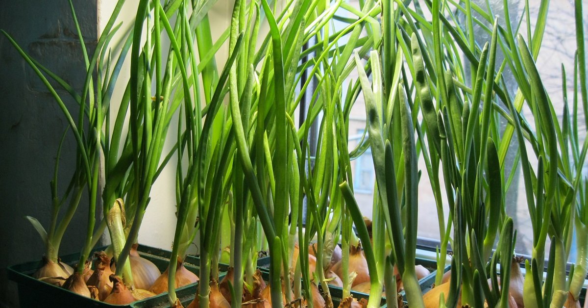 Лук Эксибишен: выращивание из семян, отзывы, фото, видео